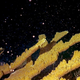 Illustration for article titled Lab-Grown Coral Is the Latest Hail Mary Plan to Save Earths Reefs